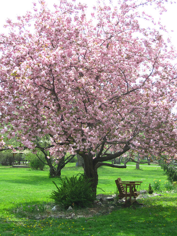 photo of cherry tree in bloom